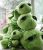 Cute Giant Green Sea Turtle Tortoise Stuffed Plush Doll Toys